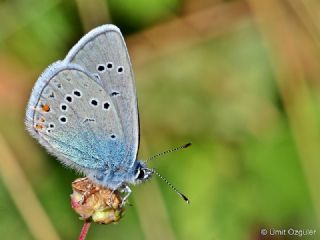okgzl Gzel Mavi (Polyommatus bellis)