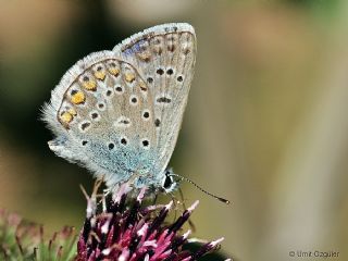 okgzl Mavi (Polyommatus icarus)