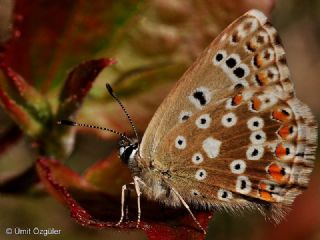okgzl Gk Mavisi (Polyommatus bellargus)