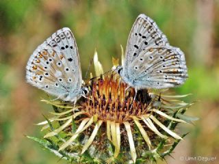 okgzl Yalanc illi Mavi (Polyommatus corydonius)