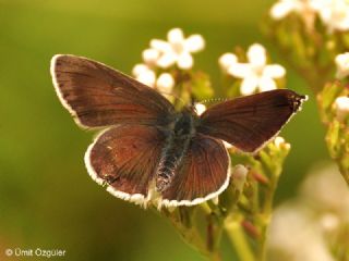 okgzl Geranium Mavisi (Aricia eumedon)