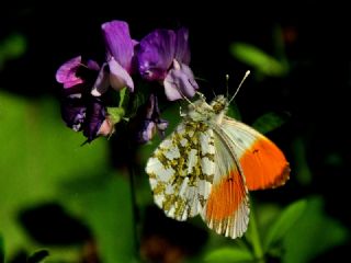 Turuncu S�sl�&nbsp;(Anthocharis&nbsp;cardamines)