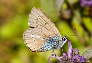 okgzl Geranium Mavisi (Polyommatus eumedon)