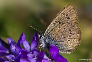 okgzl Gzel Mavi (Polyommatus bellis)