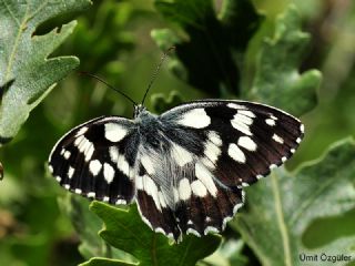 Orman Melikesi (Melanargia galathea)