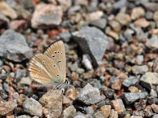 okgzl Demavend Esmeri (Polyommatus demavendi)