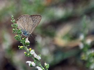 Anormal okgzl (Polyommatus admetus)