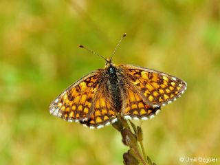 Gzel Amannisa (Mellicta  aurelia)