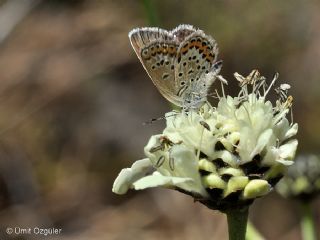 Gm Lekeli Esmergz (Plebejus argus)