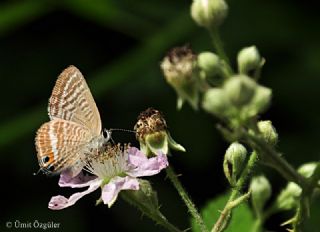 Lampides (Lampides boeticus)
