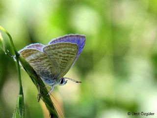 Lampides (Lampides boeticus)
