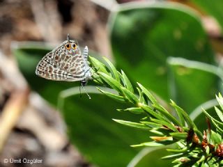 Mavi Zebra (Leptotes pirithous)