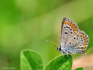okgzl Esmer (Aricia agestis)