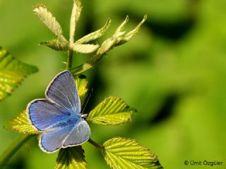 okgzl Mavi (Polyommatus icarus)