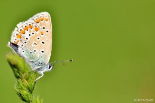 okgzl Mavi (Polyommatus icarus)