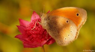 Kafkasya Zpzp Perisi (Coenonympha symphita)