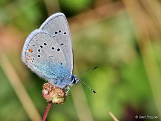 okgzl Gzel Mavi (Polyommatus bellis)