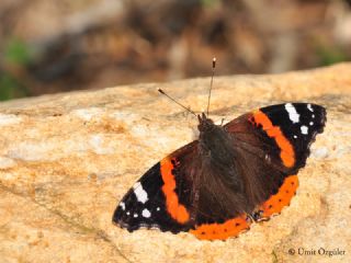 Atalanta (Vanessa atalanta)