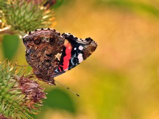 Atalanta (Vanessa atalanta)