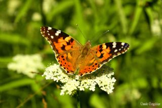 Diken Kelebei (Vanessa cardui)