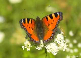 Aglais (Inachis urticae)