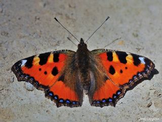 Aglais (Aglais urticae)