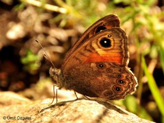 Esmerboncuk (Lasiommata maera)