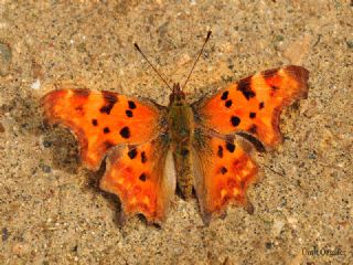 okgzl Geranium Mavisi (Polyommatus eumedon)