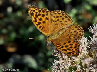 Cengaver (Argynnis paphia)