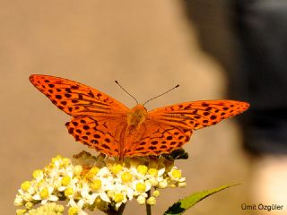 Cengaver (Argynnis paphia)