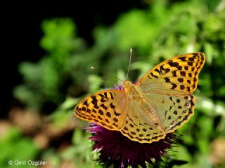 Bahadr (Argynnis pandora)