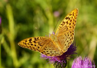 Bahadr (Argynnis pandora)