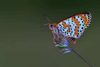 Benekli parhan (Melitaea didyma)