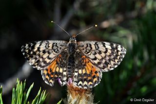 Benekli parhan (Melitaea didyma)