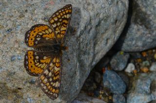 Nazuum (Euphydryas aurinia)