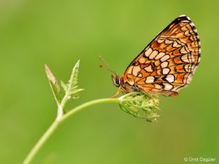 Amannisa (Melitaea athalia)