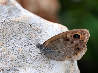 Esmerboncuk (Lasiommata maera)