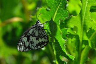 Orman Melikesi (Melanargia galathea)