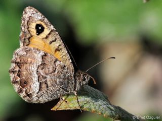 Seyit (Arethusana arethusa)