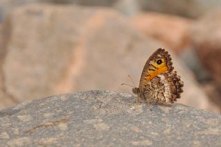 Seyit (Arethusana arethusa)