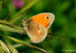 Kk Zpzp Perisi (Coenonympha pamphilus)