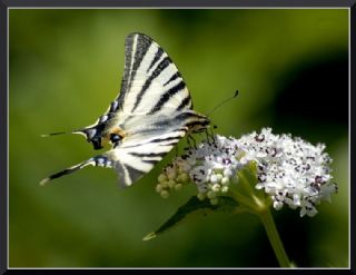 Erik Krlangkuyruk (Iphiclides podalirius)