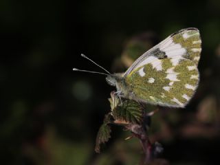 Yeni Beneklimelek (Pontia edusa)