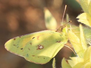 Sar Azamet (Colias croceus)