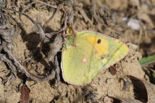 Sar Azamet (Colias croceus)