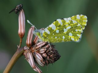 Da Oykls (Euchloe ausonia)