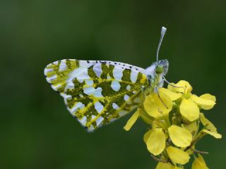 Da Oykls (Euchloe ausonia)