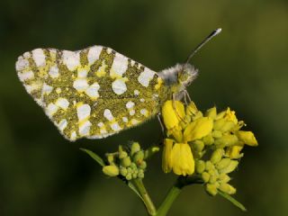 Da Oykls (Euchloe ausonia)