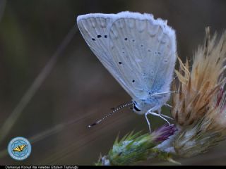 okgzl Dafnis (Polyommatus daphnis)