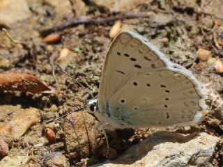 okgzl Dafnis (Polyommatus daphnis)